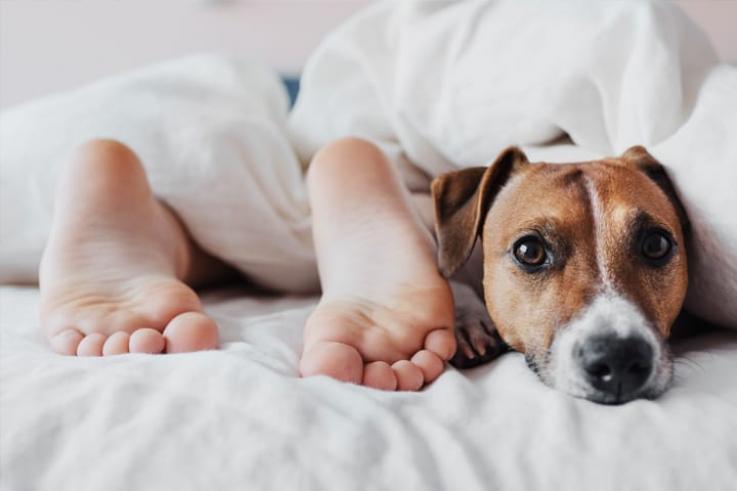 Pas d'animaux dans sa chambre